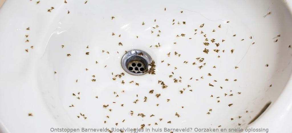 Rioolvliegjes in huis Barneveld? Oorzaken en snelle oplossing
